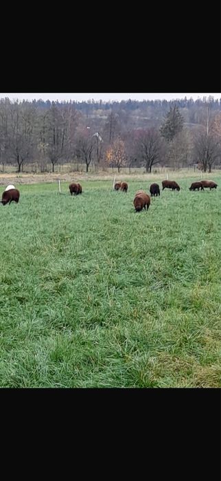 Vand oi jura de carne si miei