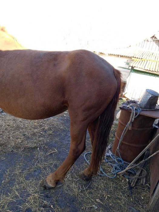 Кобылка , 6 лет.