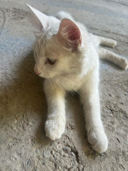 Zotli Mushuk kafolati bilan