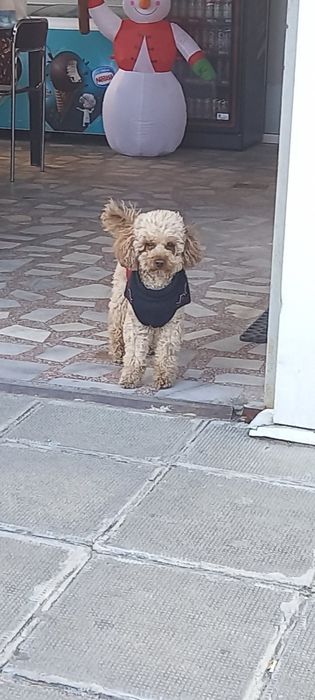 Продавам кученца пудели