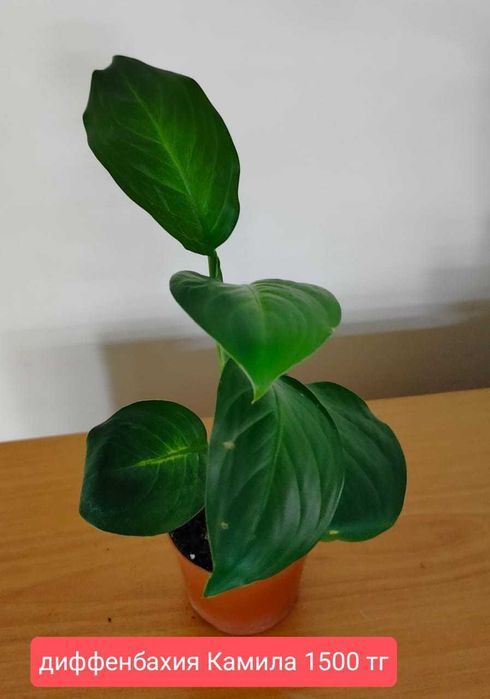 Продам комнатные растения.