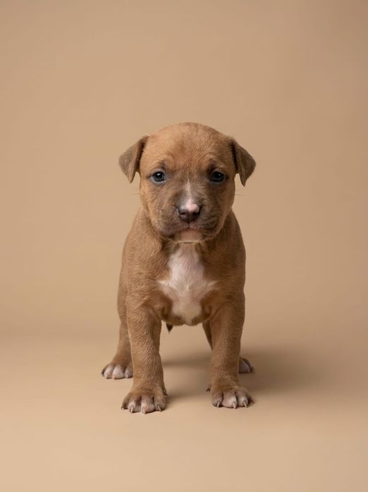 Готовятся к продаже.