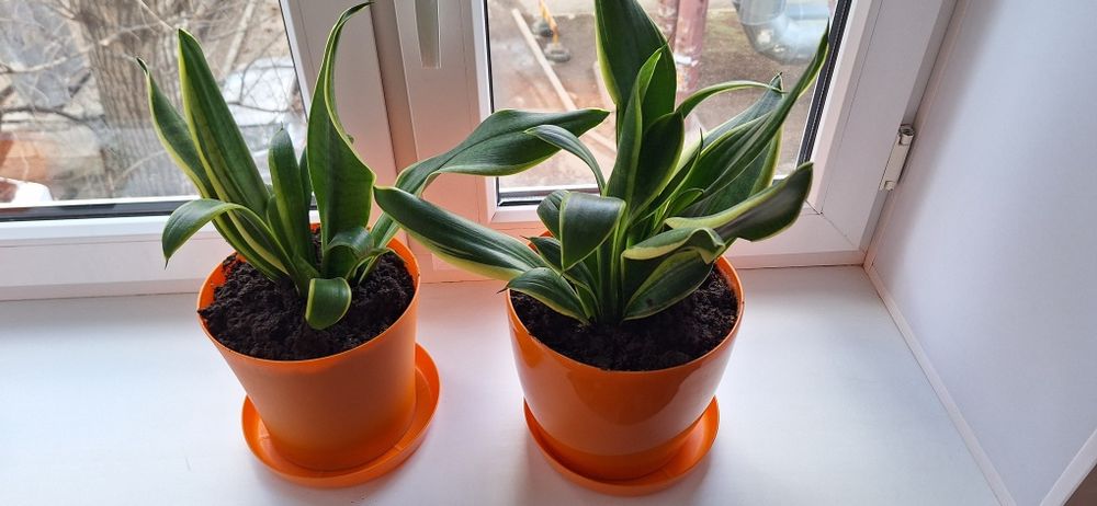 Комнатные цветы .Распродажа.