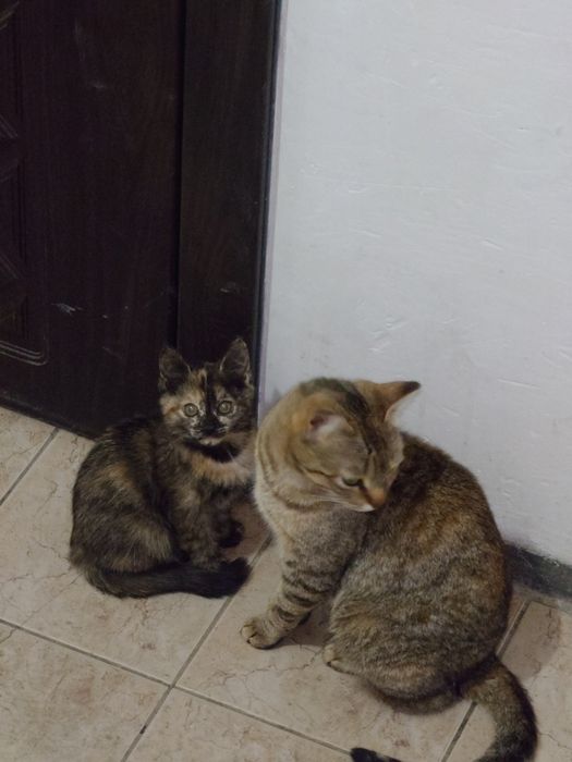 Отдам котят в хорошие руки