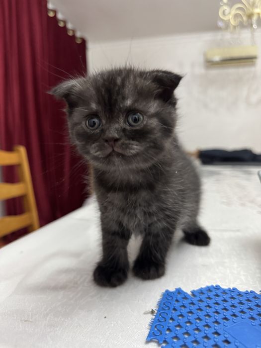 Шотлатский вислоухий кот
