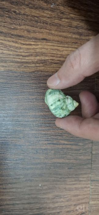 Морская ракушка для аквариума