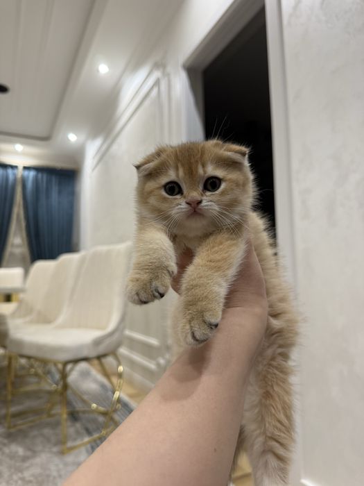 Золотая шиншилла