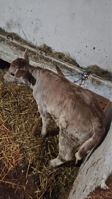 Vand viței înțarcat