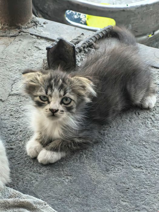 Отдам котят в хорошие руки