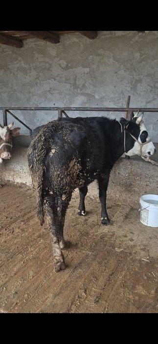 Семыз Кашар сотылады