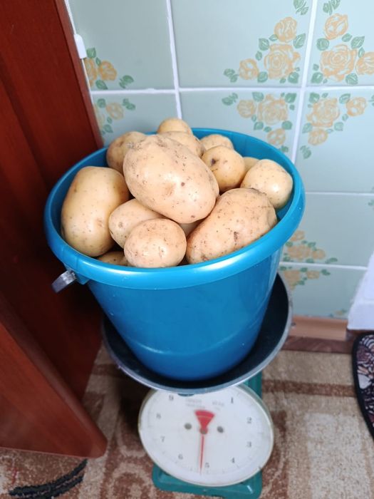 Продам картофель