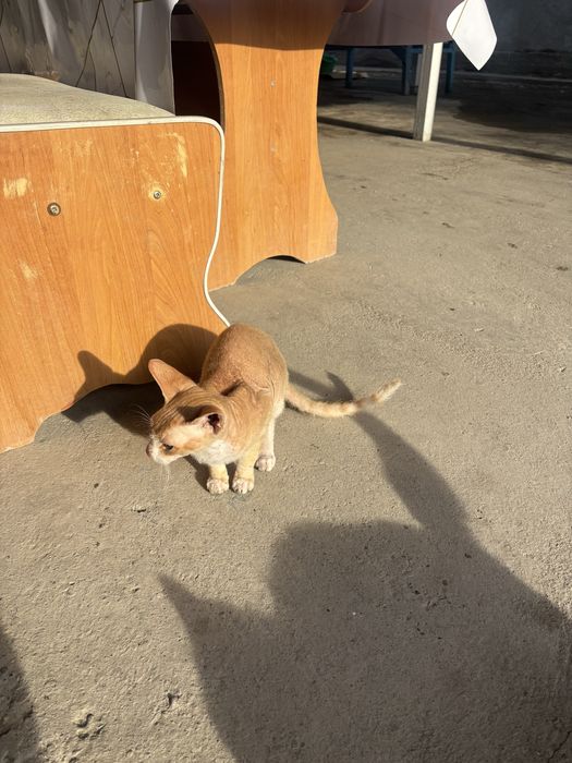 Продаю Кот Девон-рекс