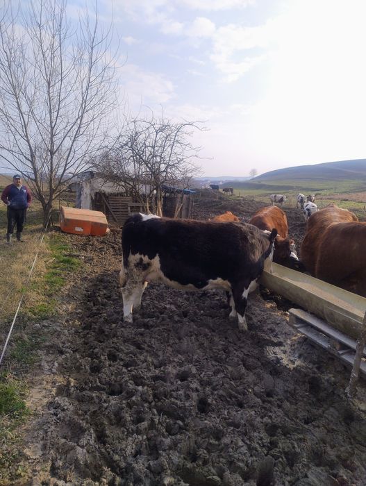 Juninci la prima fătare!!