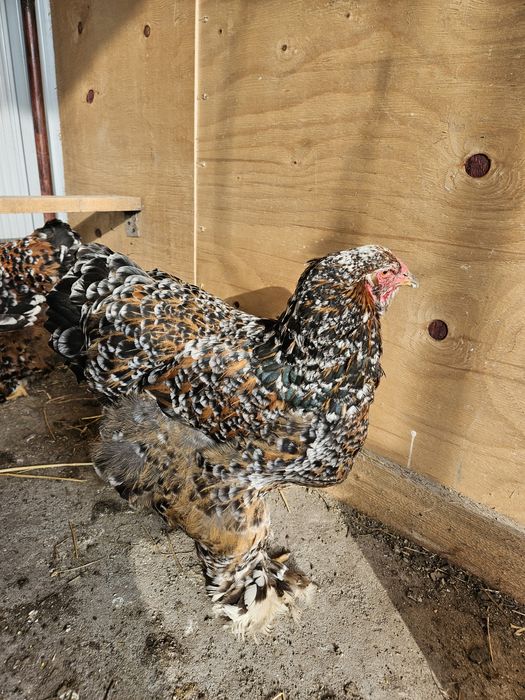 Ouă incubat Brahma Porțelan