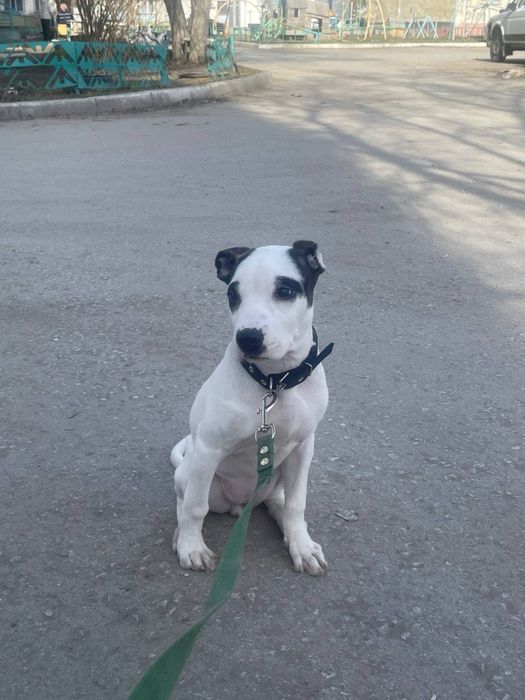 Американский стафордширский терьер