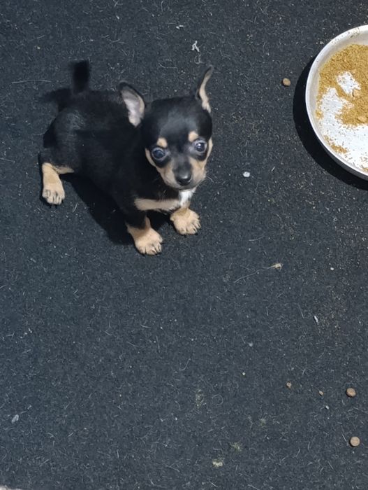 Пинчери момче и момиче