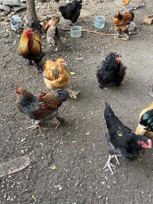 Găini și Cocoși Brahma + Australorp – Exemplare foarte frumoase