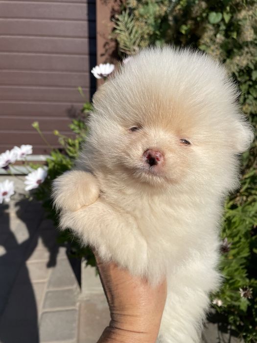 Щенки шпица