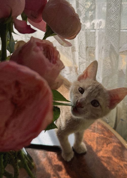 Красивый котенок в добрые руки