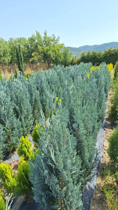 Chiparos columnar albastru Van Pelts