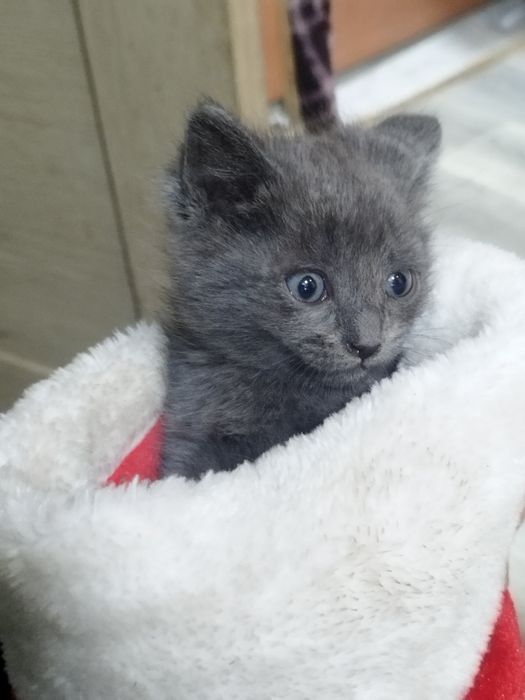 Котята от крысоловки