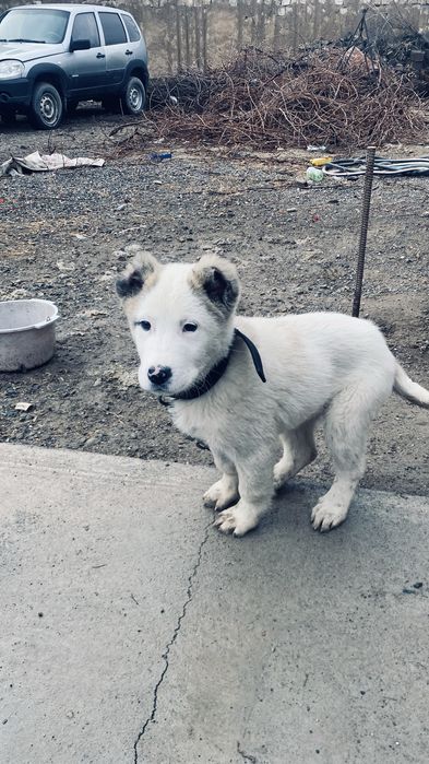 Таза қазақы төбет