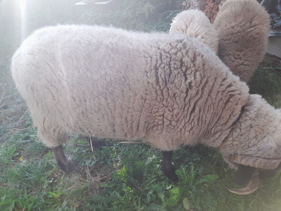 Vând berbec rasă carabas