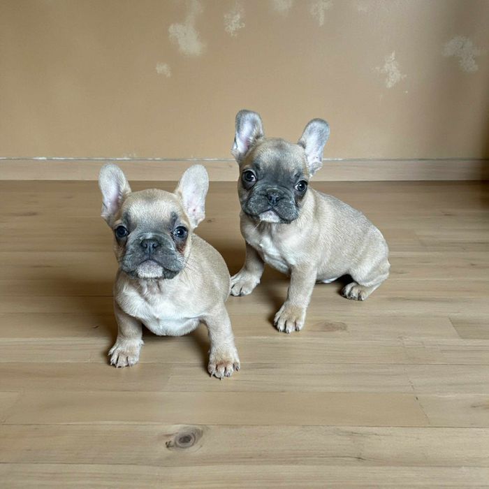 Френски булдог.