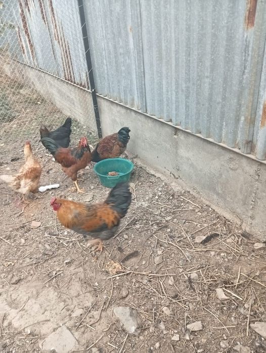 Продам петухов породистых