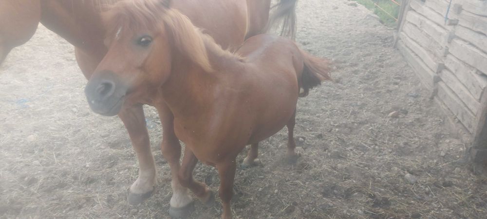 Vand ponei bland si jucaus