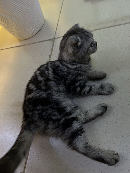 Мысык сатылады Шотландский вислоухий