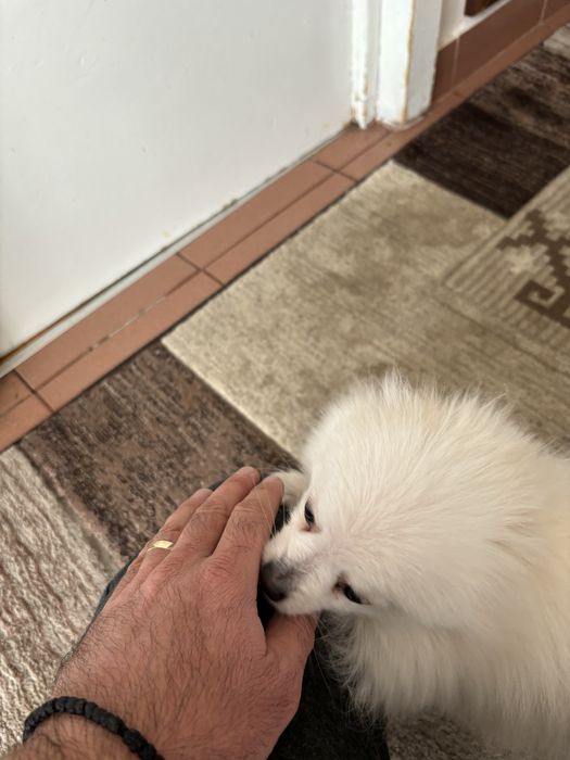 Pomeranian Mascul 8 luni