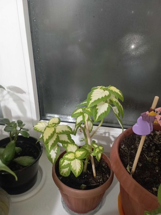 Колеус цветок комнатный