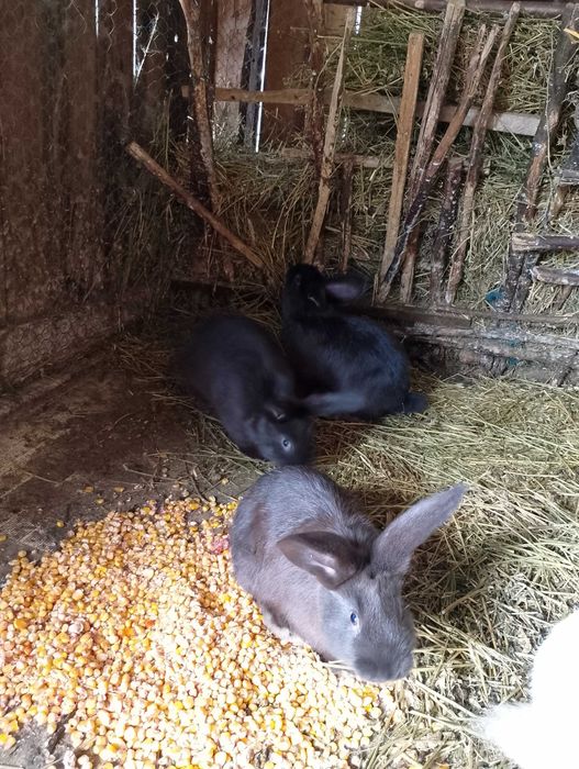 Vând iepurași mâncăcioși și jucăuși