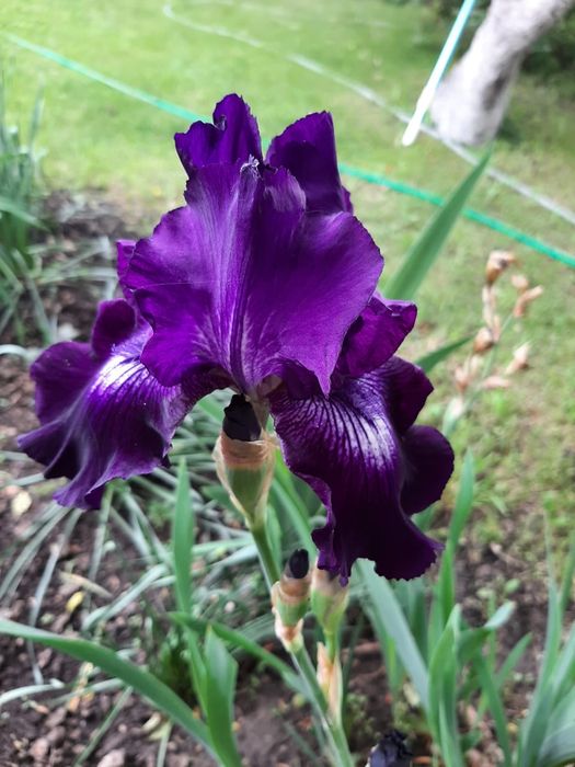 Садовые растения