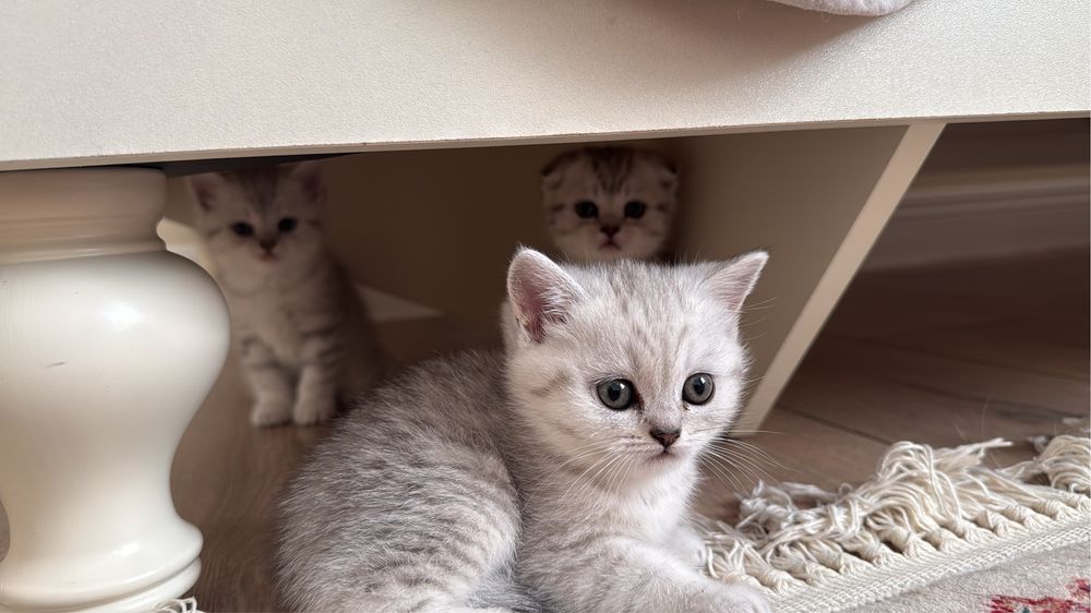 котята родились 5 апреля