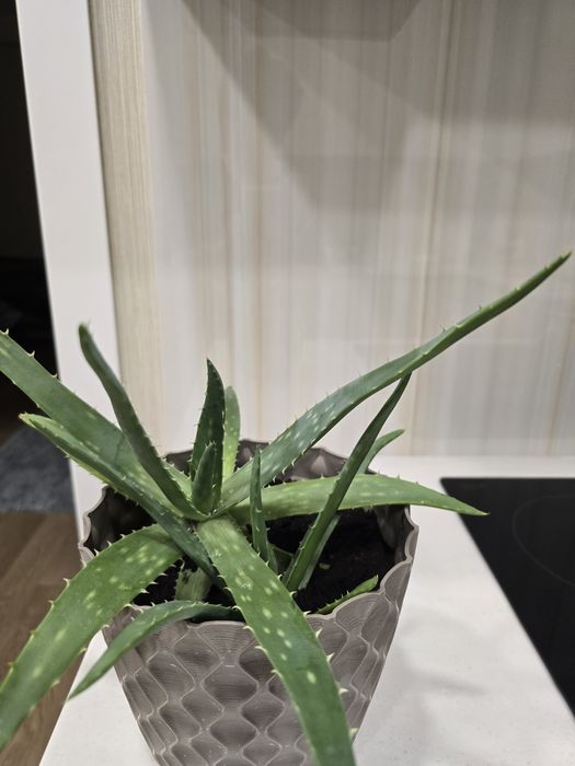 Продам алоэ вера