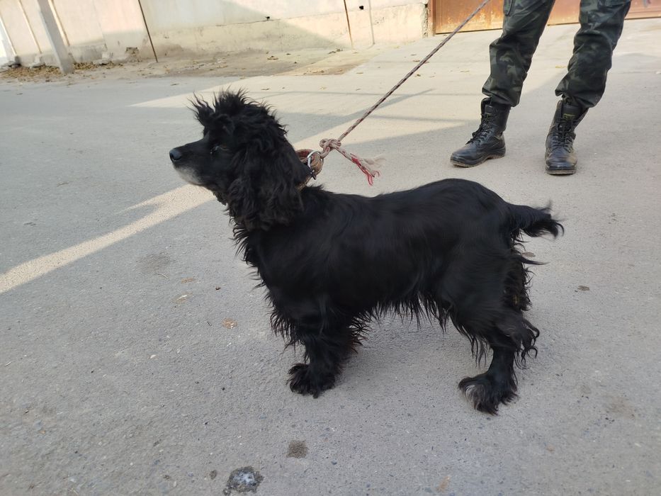 Русские спанел продам