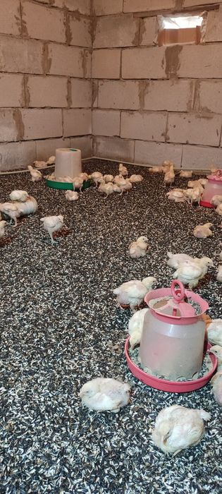 Цыплята бройлеры