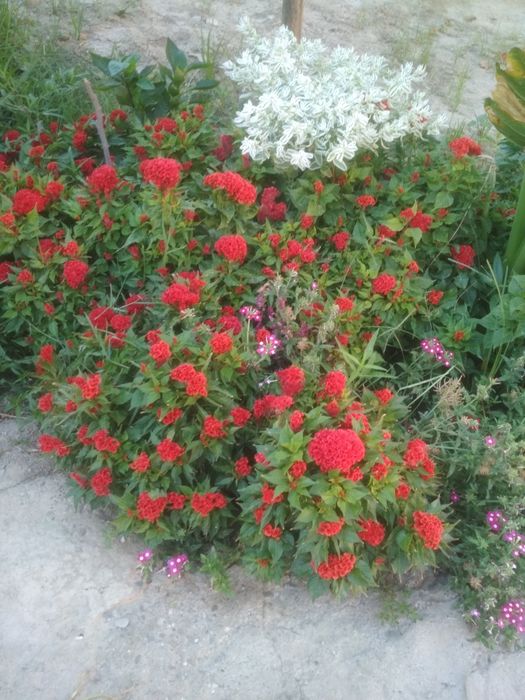 5 sotix yer sotiladi