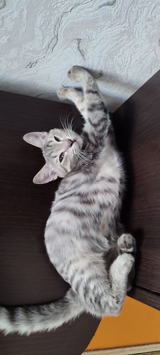 Отдадим котенка в добрые руки