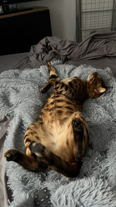 Бенгальский кот