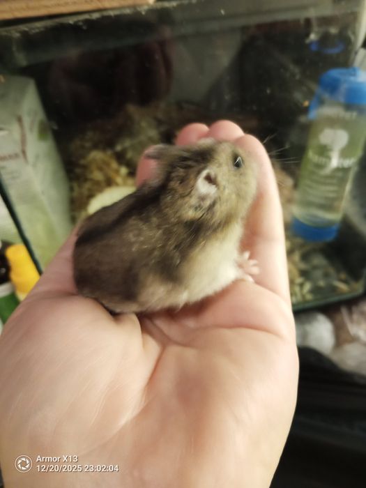 Мини  хамстери, много игриви.