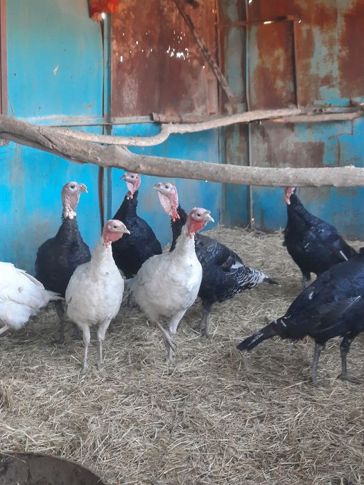Продам домашних индюков