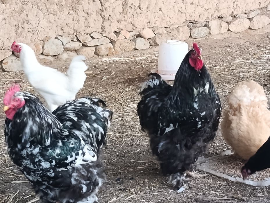 Koxinxin Gigant zotli xoʻroz sotiladi