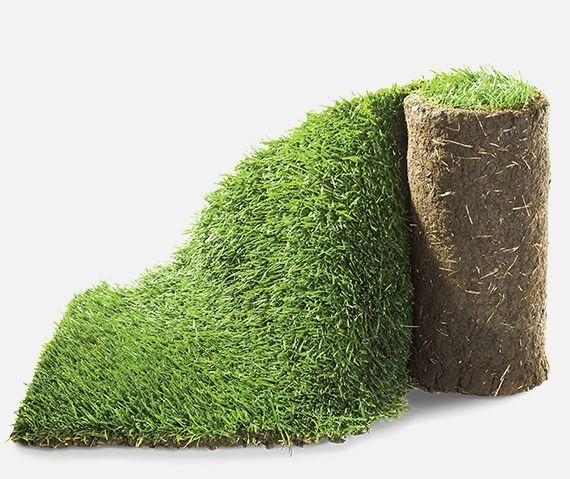 Рулонный живой газон