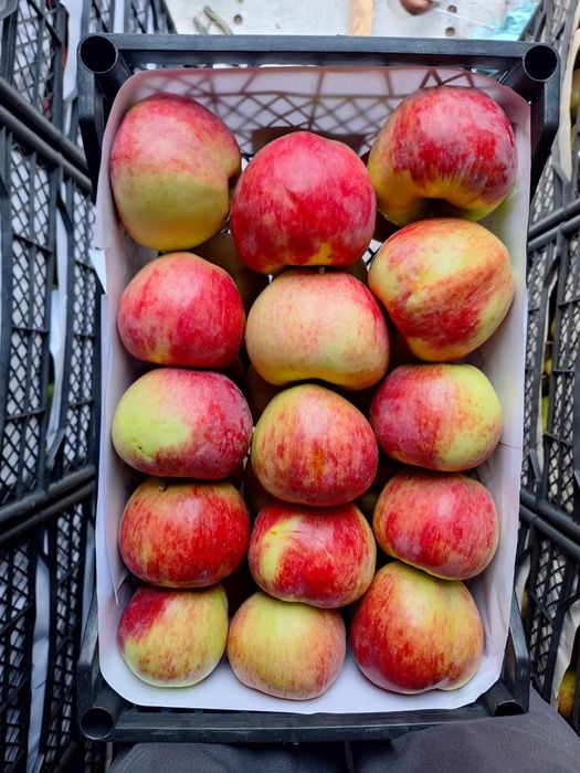 Яблони 7летки Мельба,американка ред кап уралочка