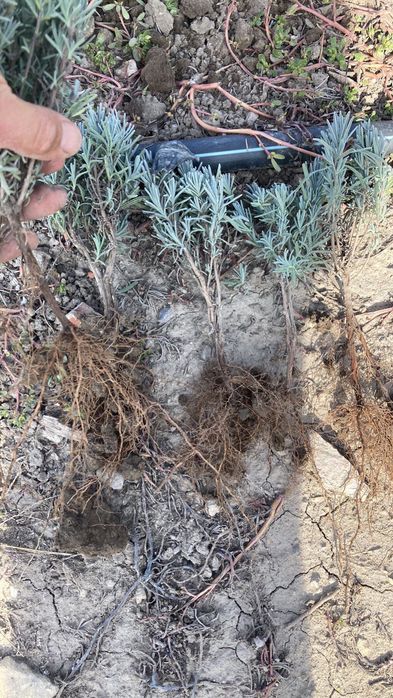 Разсад лавандула на едро и дребно