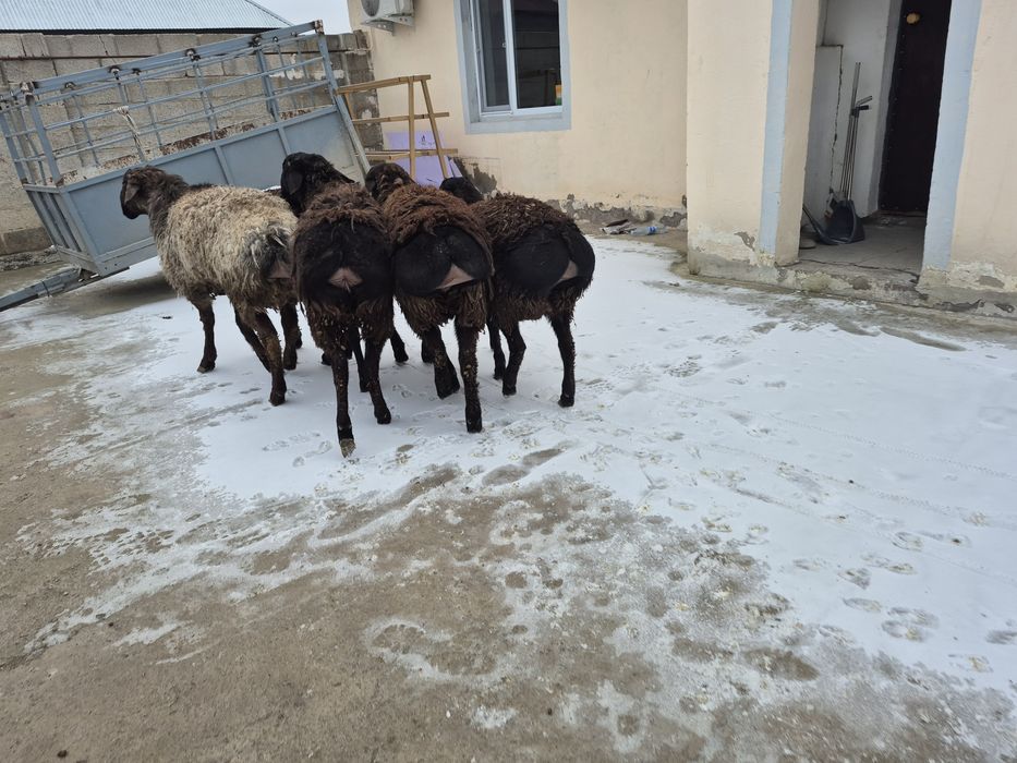 Кошкар кошкарлар кой қой қошқар