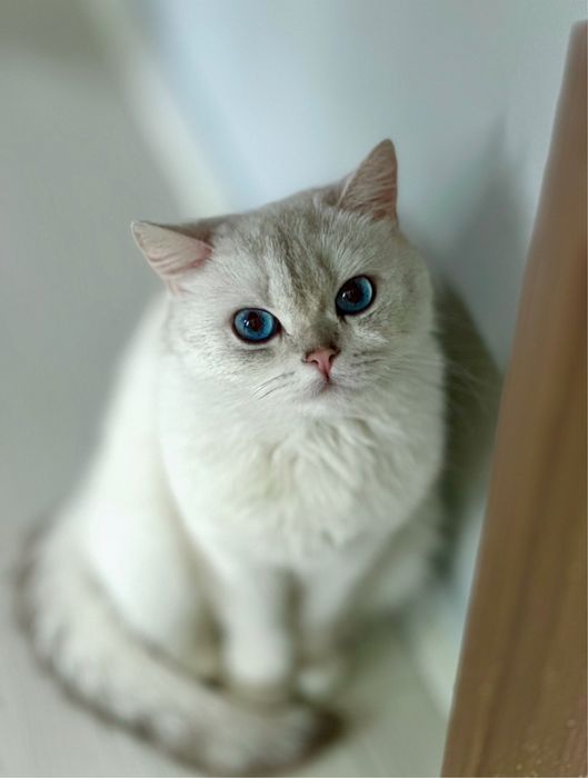 Мушук болалари сотилади